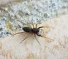 Aulonia albimana